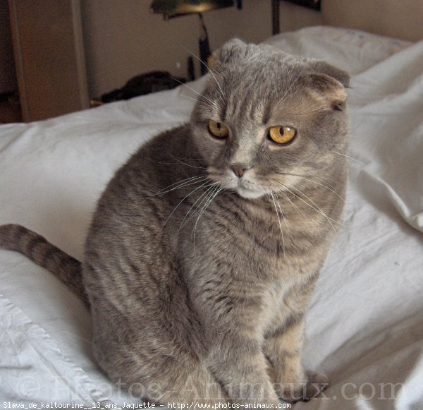 Photo de Scottish fold