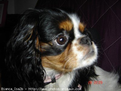 Photo de Cavalier king charles spaniel