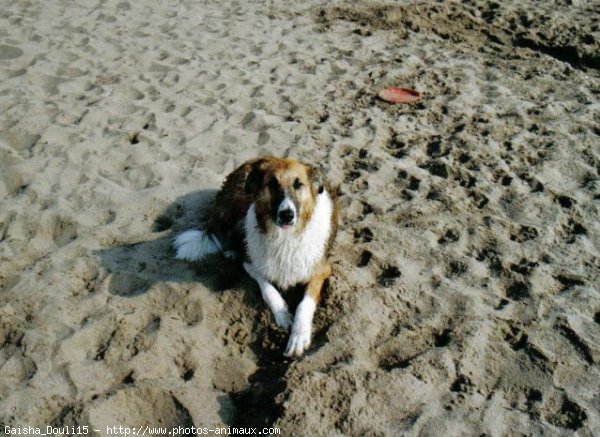 Photo de Croisement