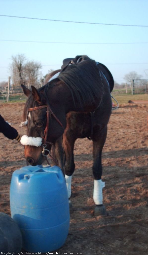 Photo de Trotteur franais