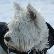 Photo de West highland white terrier