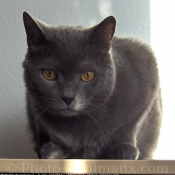 Photo de Chartreux