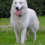 Photo de Berger blanc suisse