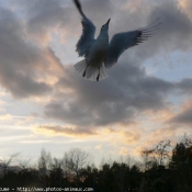 Photo de Mouette