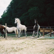 Photo de Races diffrentes