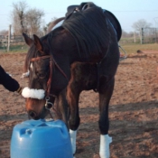 Photo de Trotteur franais