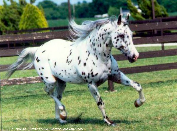 Photo d'Appaloosa