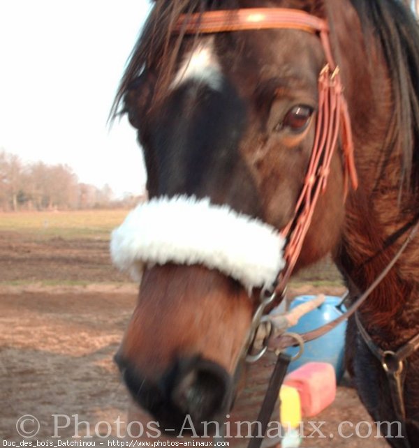 Photo de Trotteur franais