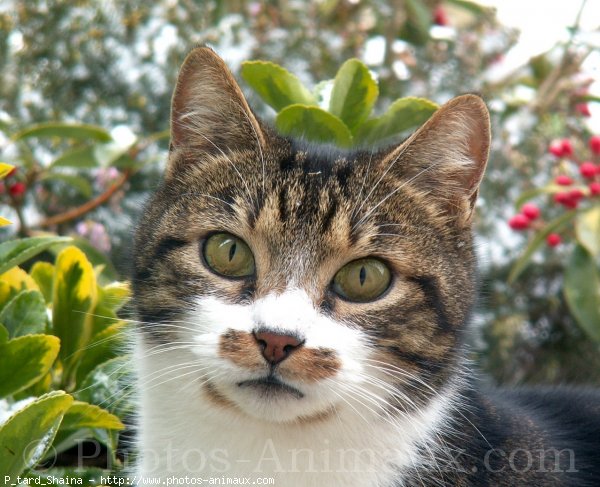 Photo de Chat domestique