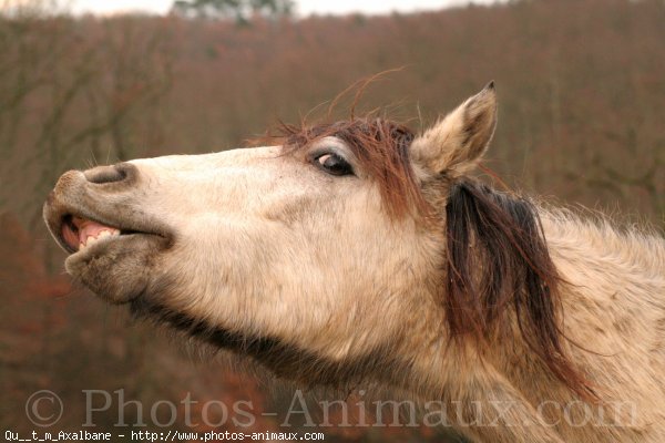 Photo de Poney franais de selle