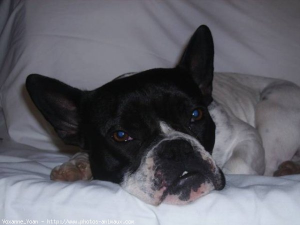 Photo de Boston terrier