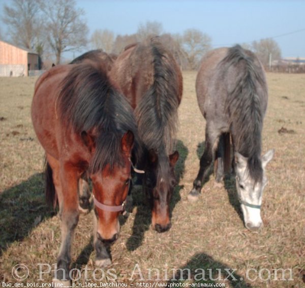 Photo de Races diffrentes