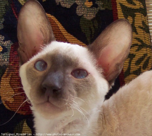 Photo de Cornish rex