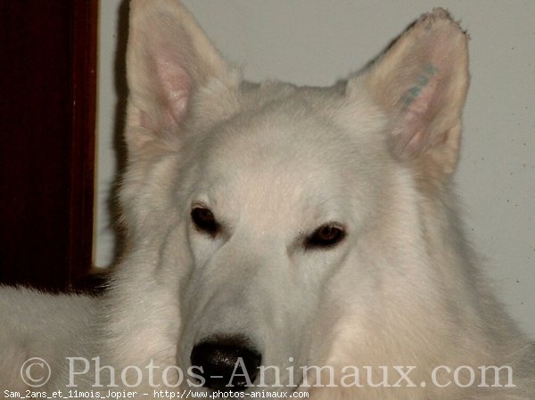 Photo de Berger blanc suisse