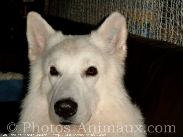 Photo de Berger blanc suisse