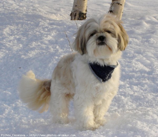 Photo de Shih tzu