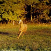 Photo de Races diffrentes