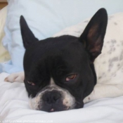 Photo de Boston terrier