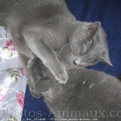 Photo de Chartreux