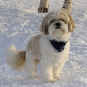 Photo de Shih tzu