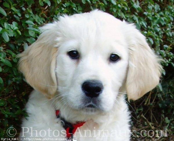 Photo de Golden retriever