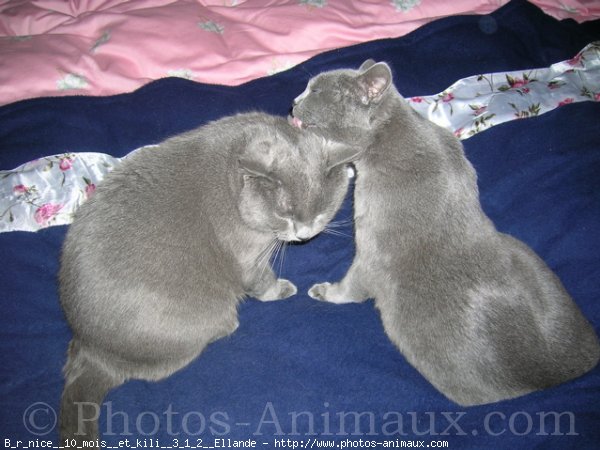 Photo de Chartreux