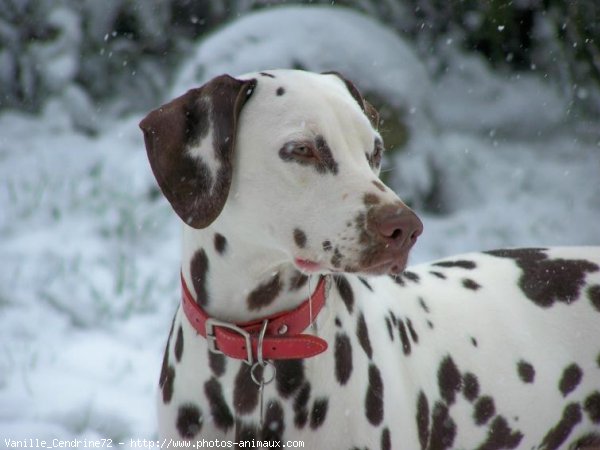 Photo de Dalmatien