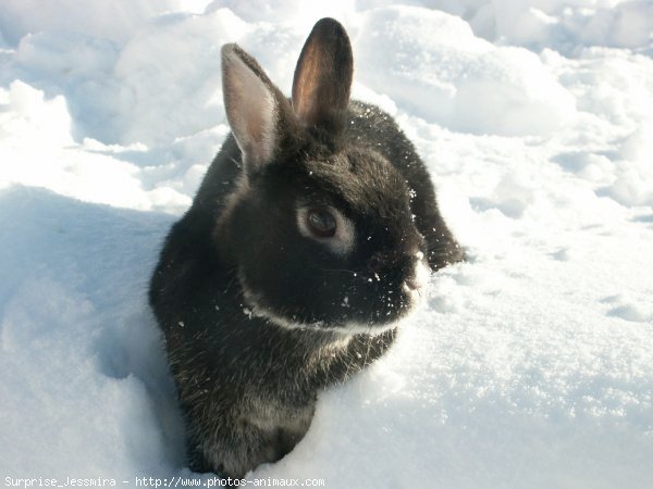 Photo de Lapin