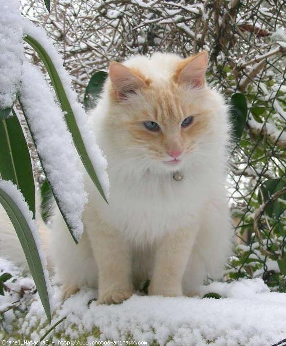 Photo de Chat domestique