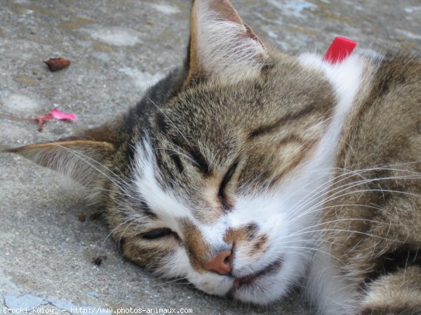 Photo de Chat domestique