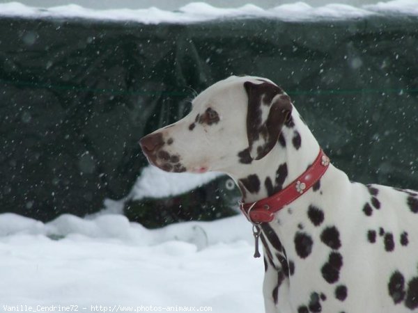 Photo de Dalmatien