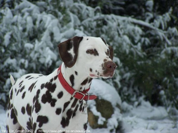 Photo de Dalmatien