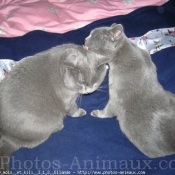 Photo de Chartreux