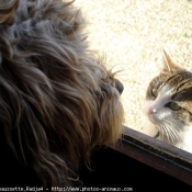 Photo de Races diffrentes