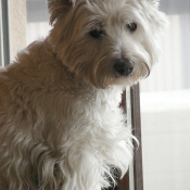 Photo de West highland white terrier