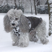 Photo de Caniche moyen