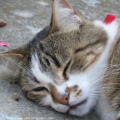 Photo de Chat domestique