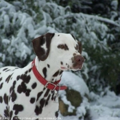 Photo de Dalmatien