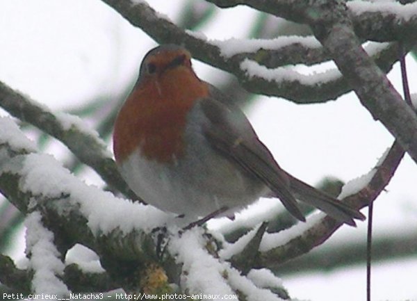 Photo de Rouge gorge