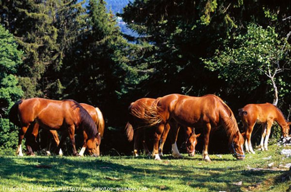 Photo de Races diffrentes