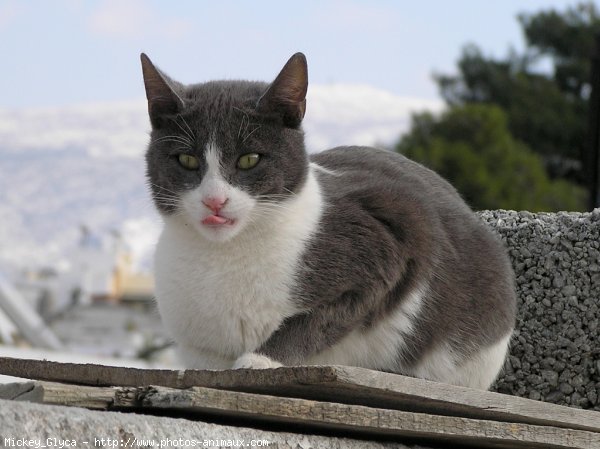 Photo de Chat domestique