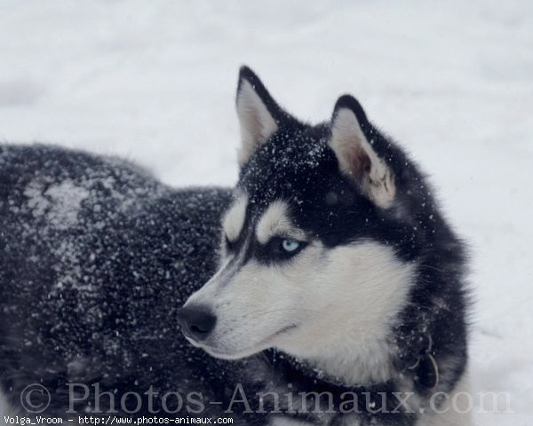 Photo de Husky siberien