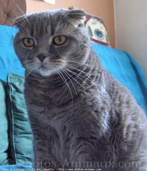 Photo de Scottish fold