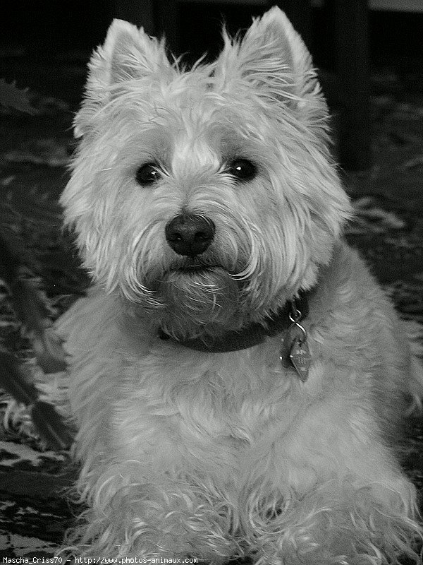 Photo de West highland white terrier