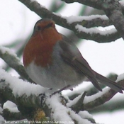 Photo de Rouge gorge