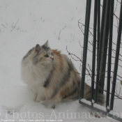 Photo de Chat domestique