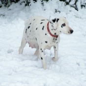 Photo de Dalmatien