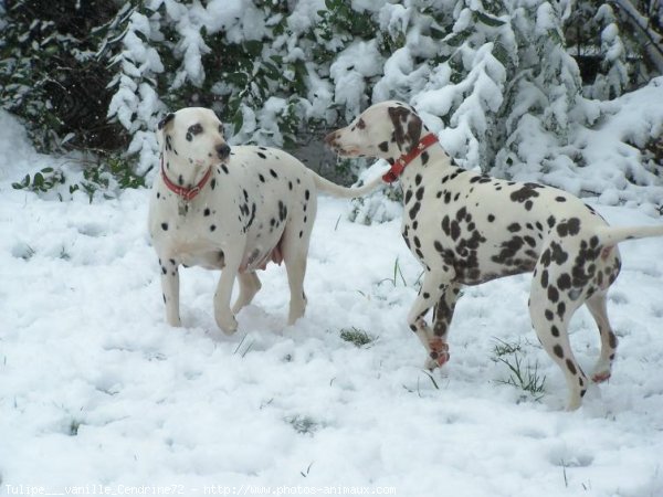 Photo de Dalmatien