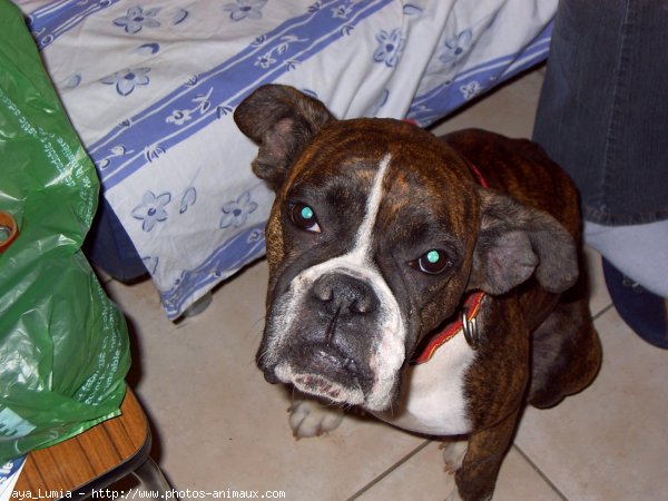 Photo de Boxer