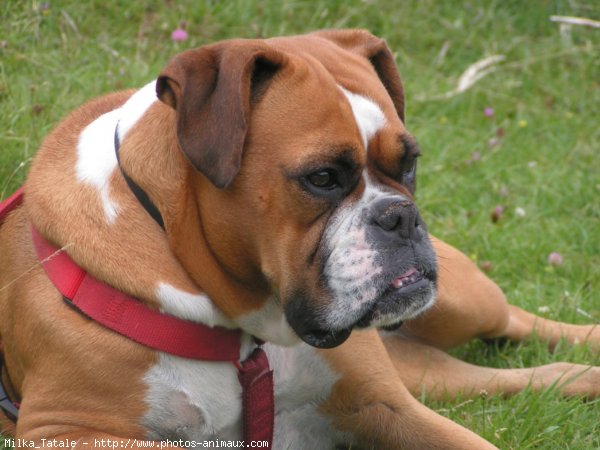 Photo de Boxer